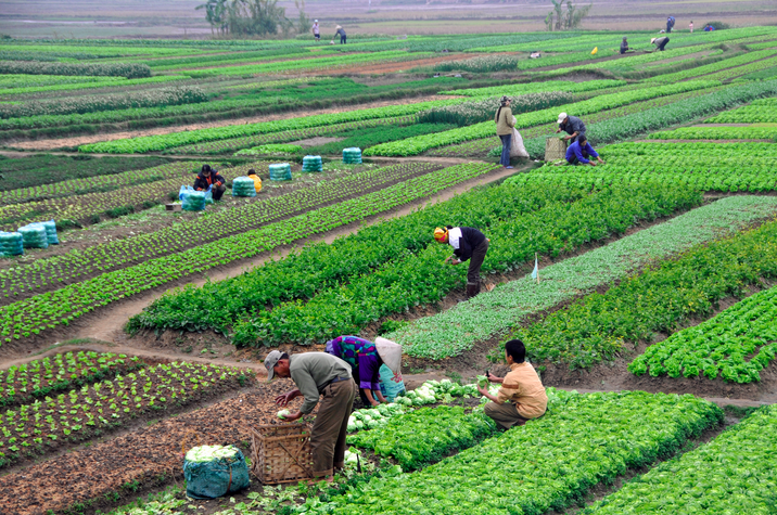 Agriculture_in_Vietnam_with_farmers.jpg